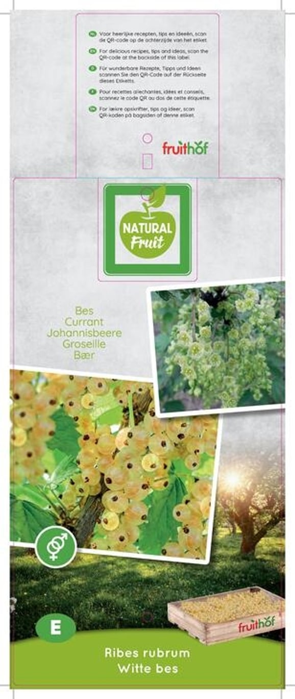 Ribes rubrum 'Witte Bes' - C5 50-60 CM